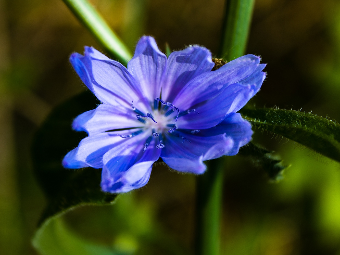 Chicory (Cichorium intybus)