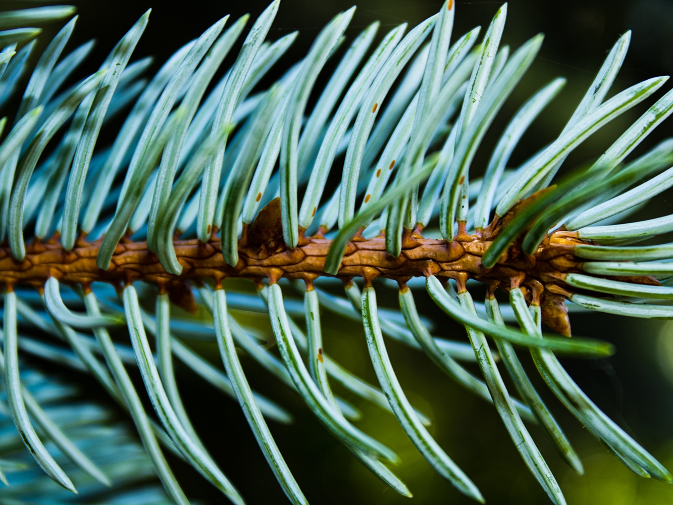 Pine needles