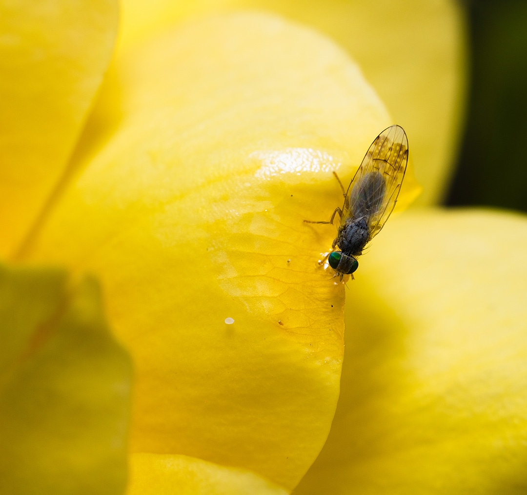 Fruit fly having a drink