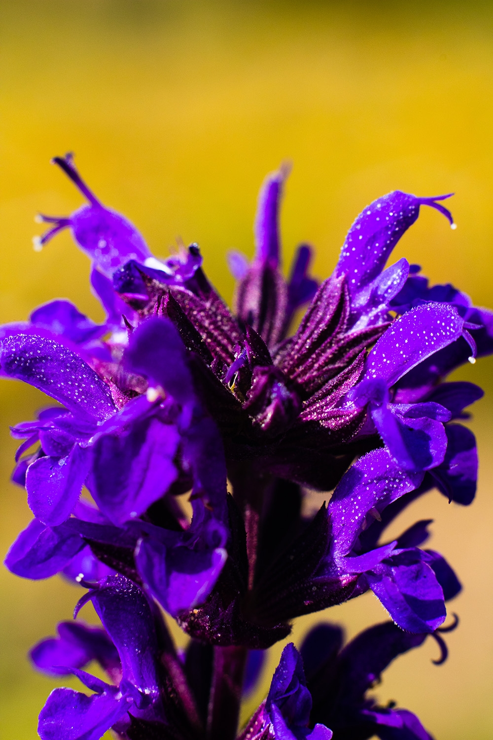 Salvia x Superba in bloom