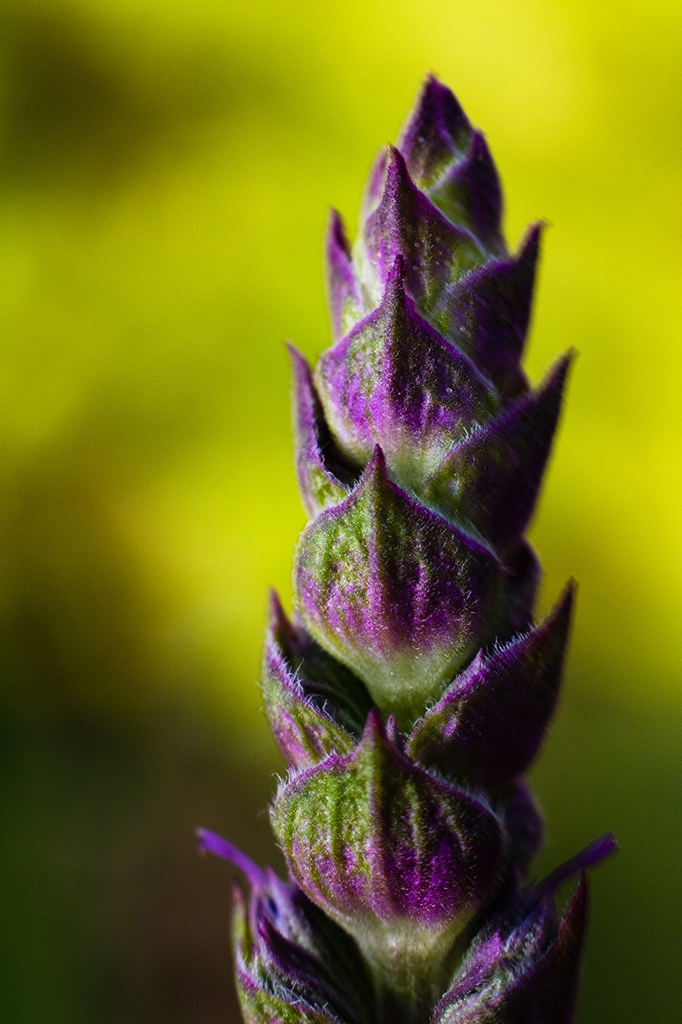 Salvia x Superba? pre-bloom