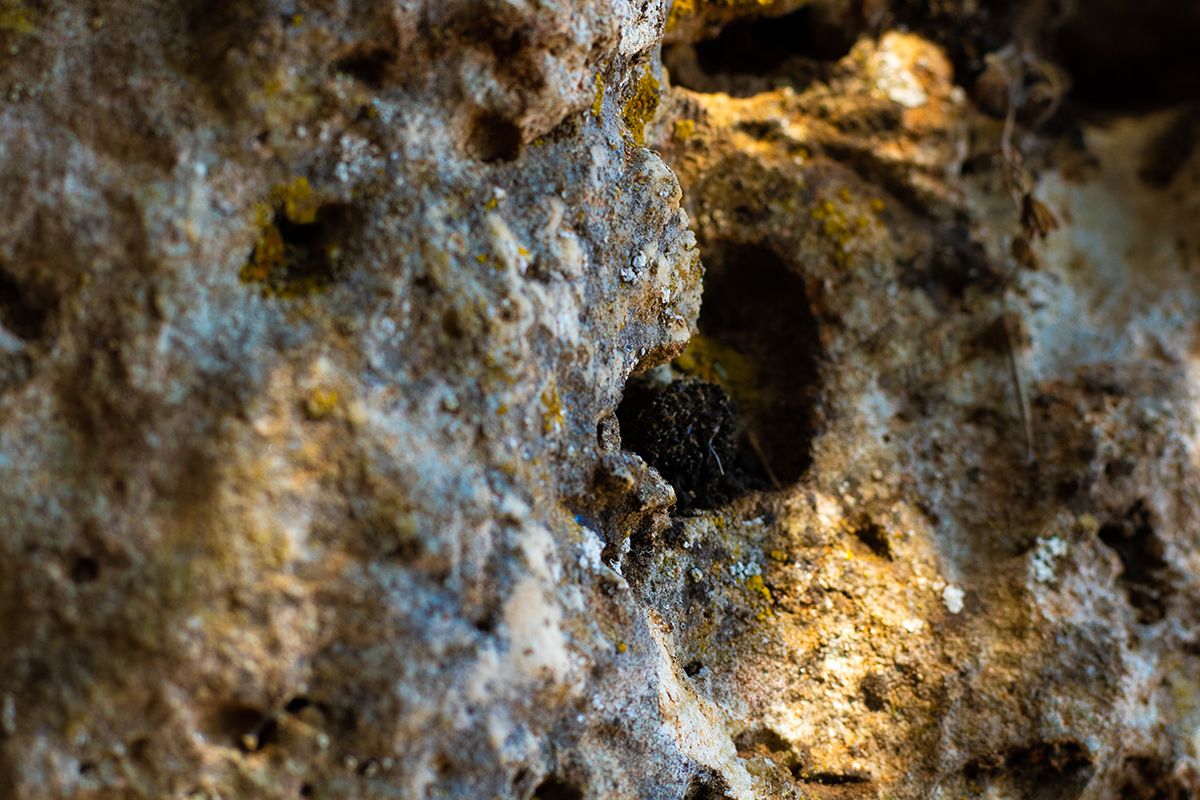 Calcareous rock and lichen deposits