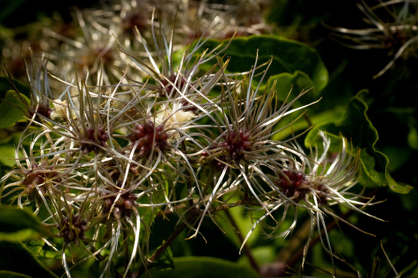 Devil's Darning Needles (Clematis virginiana)