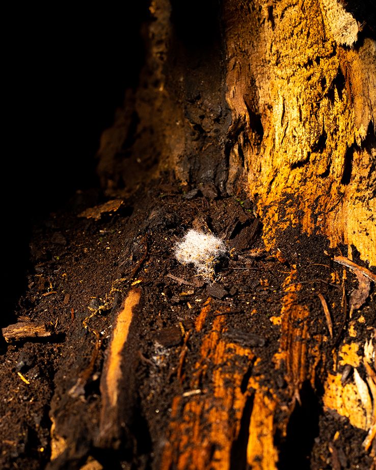 Inside a wooden cave