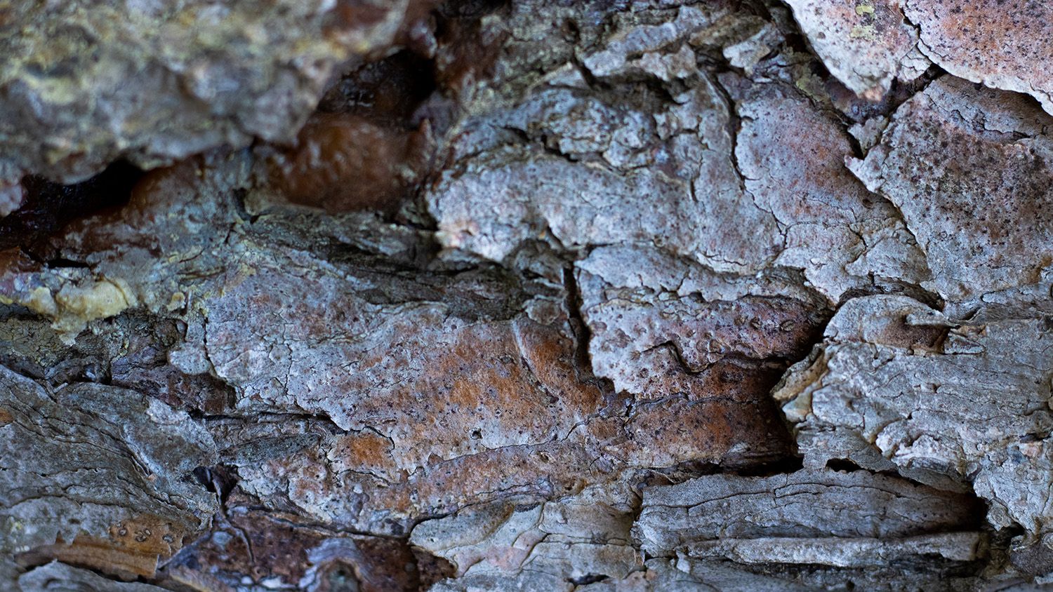 Pine tree bark