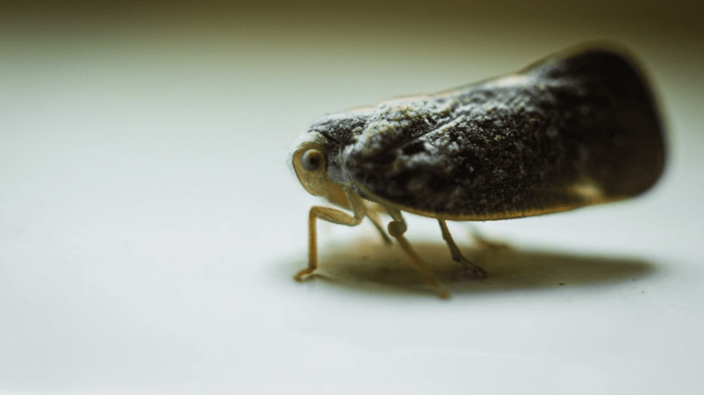 Citrus Flatid Planthopper AKA Floury Mothbug