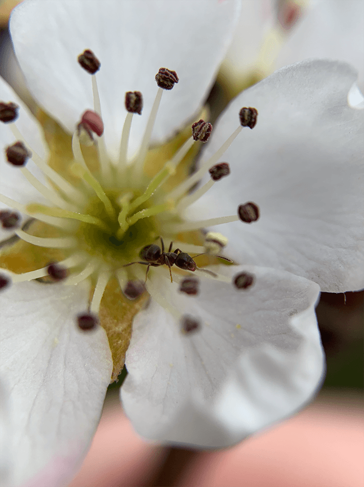 Common pear (Pyrus communis) in bloom + Ant!