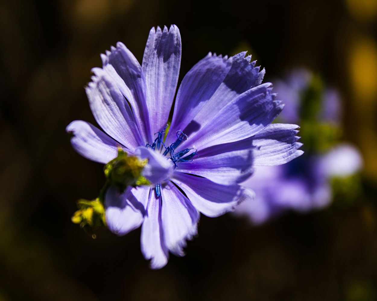 Chicory (Cichorium intybus)