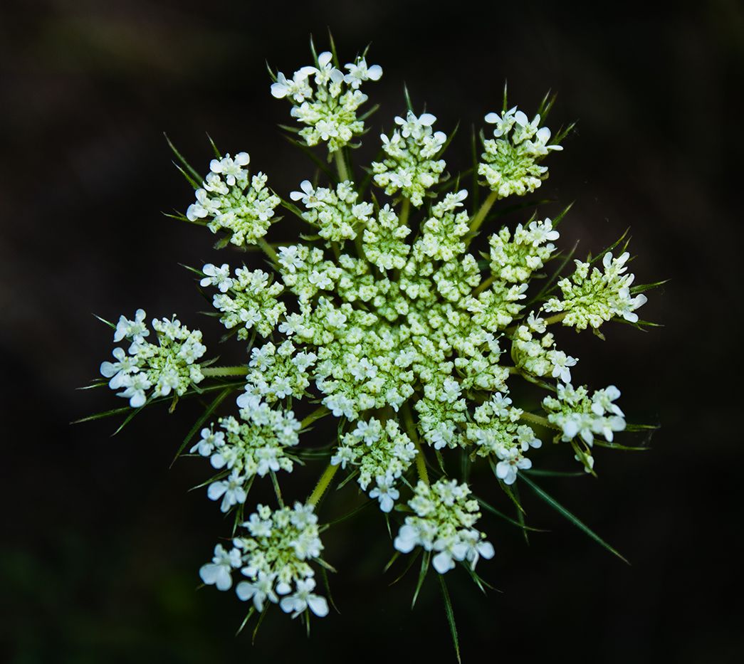 Queen Anne's Lace Wildflower (Daucus carota)