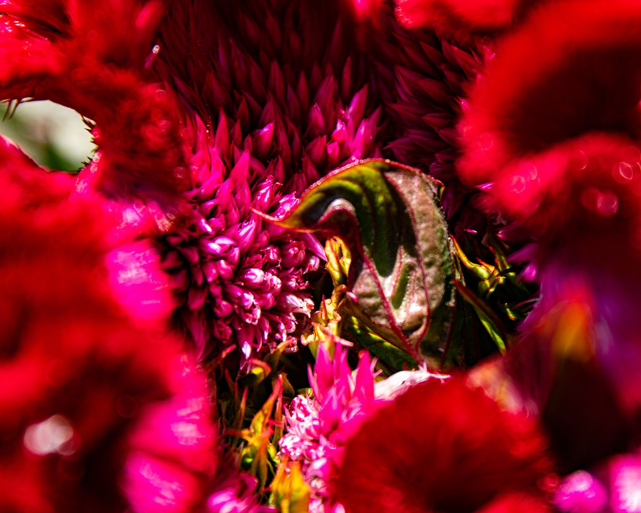 Cockscomb (Cockscomb celosia)