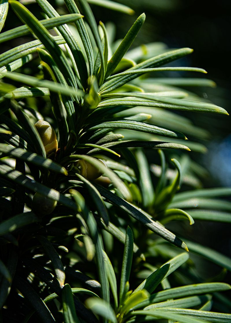 Baby pine cones