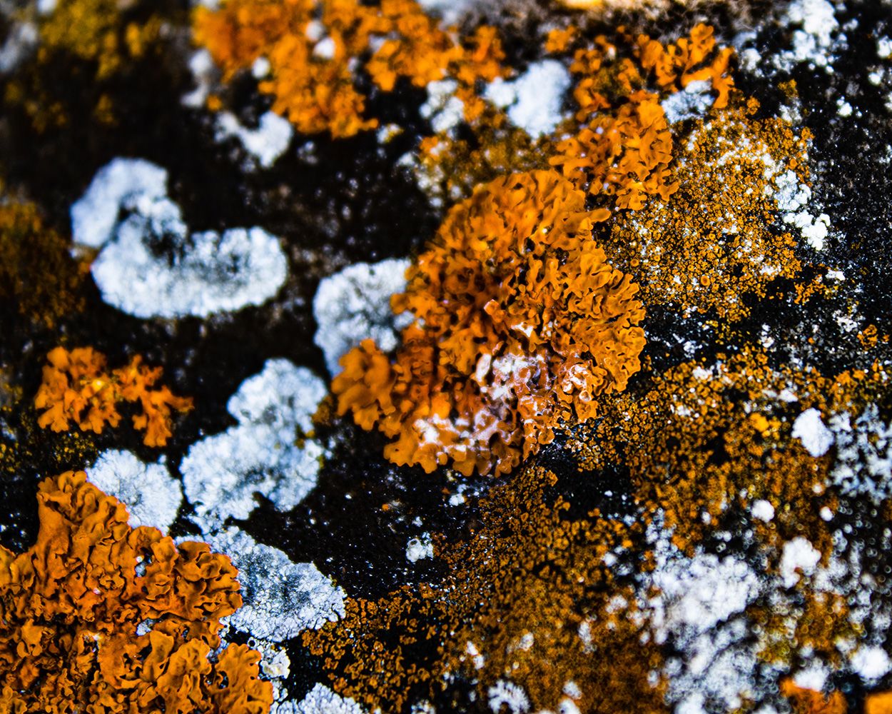 Lichen overgrowth on calcareous rock