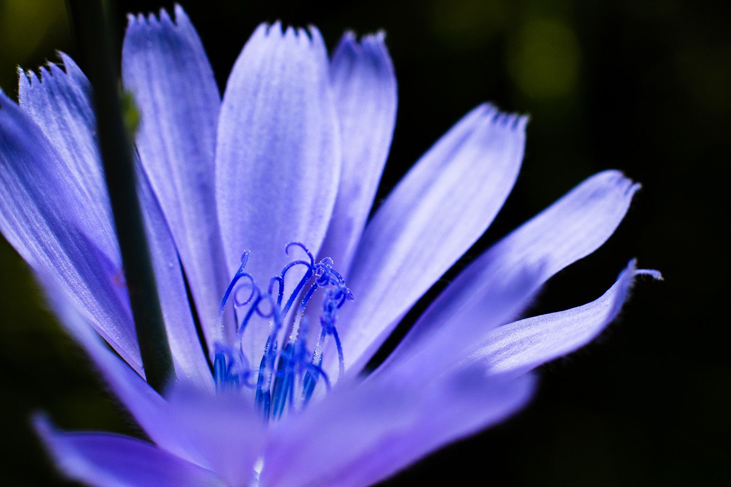 Chicory (Cichorium intybus)