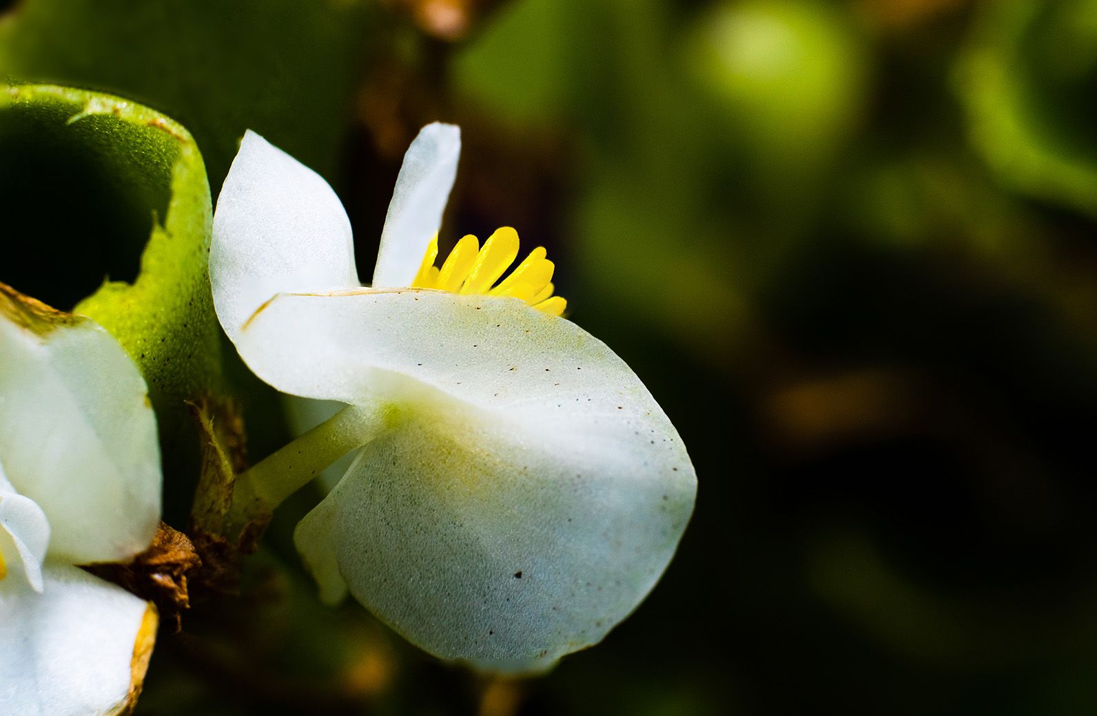 Hairy-leaved Begonia (Begonia hirtella)